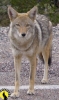 coyote1a.jpg